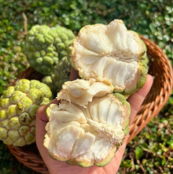 Hybrid_Golden_Sugar/Yellow_Custard_Apple_Healthy_Fruit_Plant_&_Tree_For_Home_Gardening_Golden_Sugar_(Grafted)_Plant_1.5-3.5_Ft_Size,_Suitable_Location_Outdoor_(Pack_Of_1)