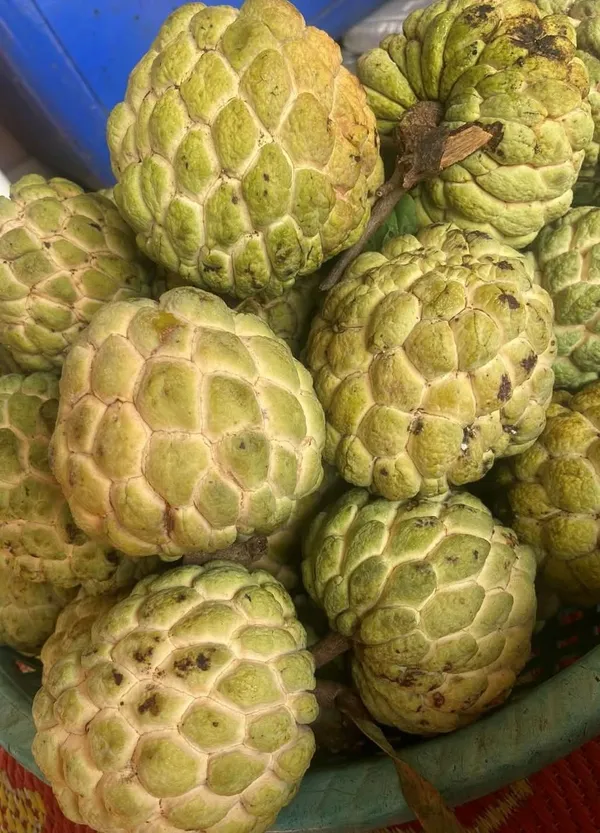 Hybrid_Golden_Sugar/Yellow_Custard_Apple_Healthy_Fruit_Plant_&_Tree_For_Home_Gardening_Golden_Sugar_(Grafted)_Plant_1.5-3.5_Ft_Size,_Suitable_Location_Outdoor_(Pack_Of_1)
