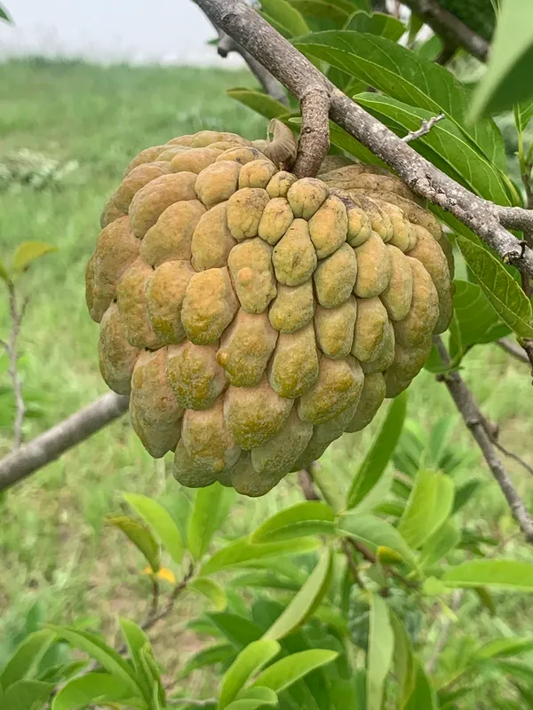 Hybrid_Golden_Sugar/Yellow_Custard_Apple_Healthy_Fruit_Plant_&_Tree_For_Home_Gardening_Golden_Sugar_(Grafted)_Plant_1.5-3.5_Ft_Size,_Suitable_Location_Outdoor_(Pack_Of_1)