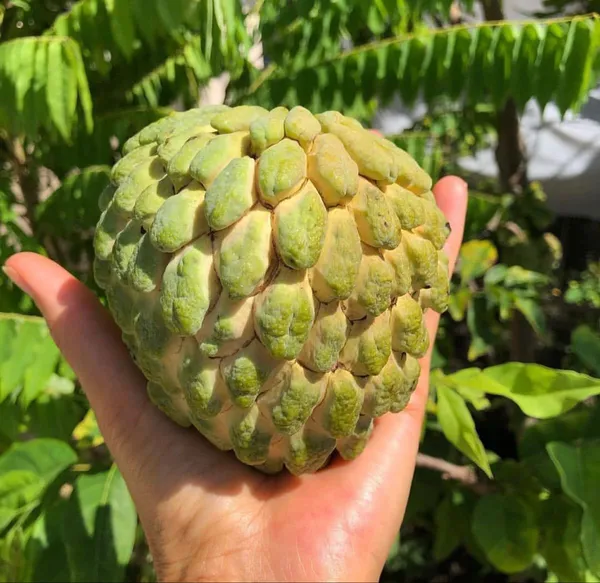 Hybrid_Golden_Sugar/Yellow_Custard_Apple_Healthy_Fruit_Plant_&_Tree_For_Home_Gardening_Golden_Sugar_(Grafted)_Plant_1.5-3.5_Ft_Size,_Suitable_Location_Outdoor_(Pack_Of_1)