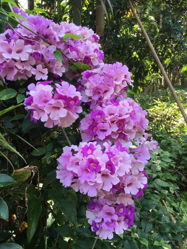 Mansoa_Alliacea/Garlic_Vine_Flower_Shrub_Plant_For_Enhance_Your_Home/Garden_Beauty_(Pack_Of_1)