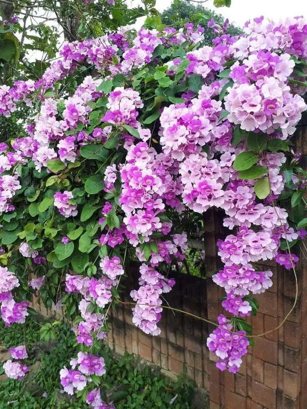 Mansoa_Alliacea/Garlic_Vine_Flower_Shrub_Plant_For_Enhance_Your_Home/Garden_Beauty_(Pack_Of_1)