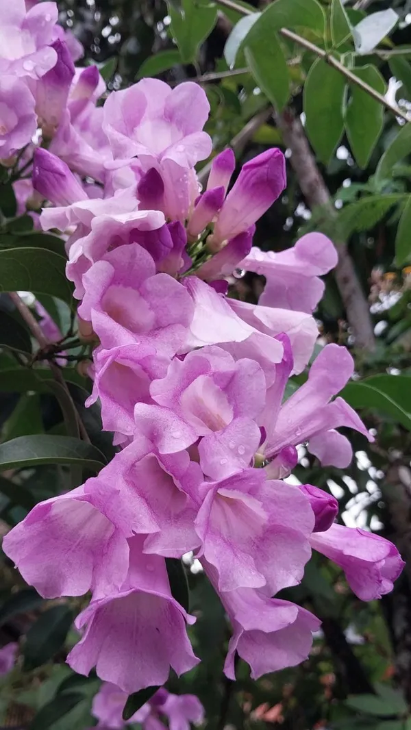 Mansoa_Alliacea/Garlic_Vine_Flower_Shrub_Plant_For_Enhance_Your_Home/Garden_Beauty_(Pack_Of_1)