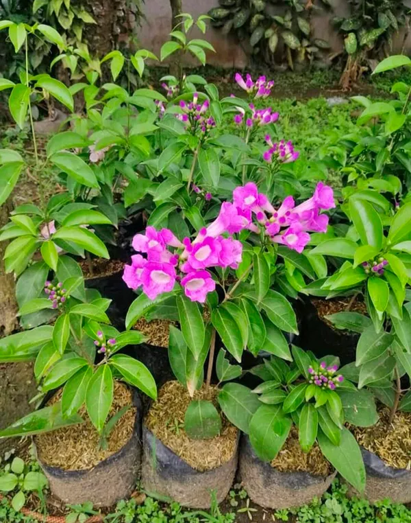 Mansoa_Alliacea/Garlic_Vine_Flower_Shrub_Plant_For_Enhance_Your_Home/Garden_Beauty_(Pack_Of_1)