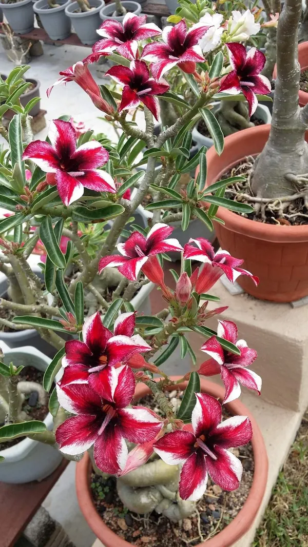 Adenium_Indoor_Flower_Plant