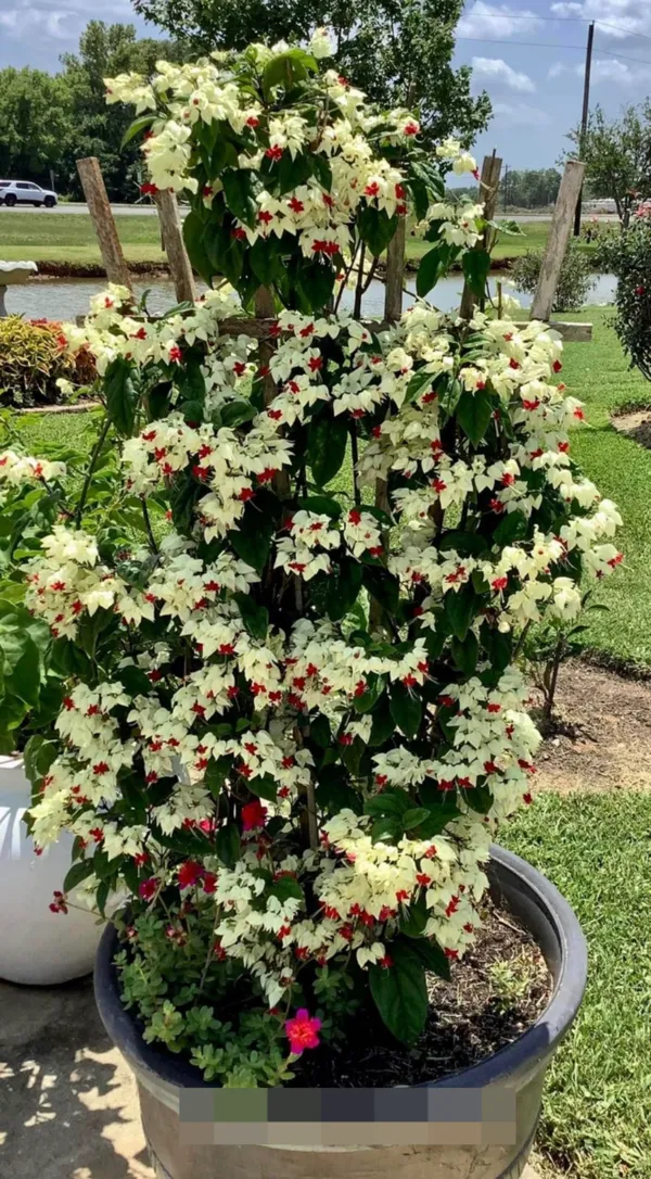 White_Bleeding_Heart_Vine_Long-Blooming_Variety_Flower_Plant_&_Tree_For_Home_Garden_(Pack_Of_1)