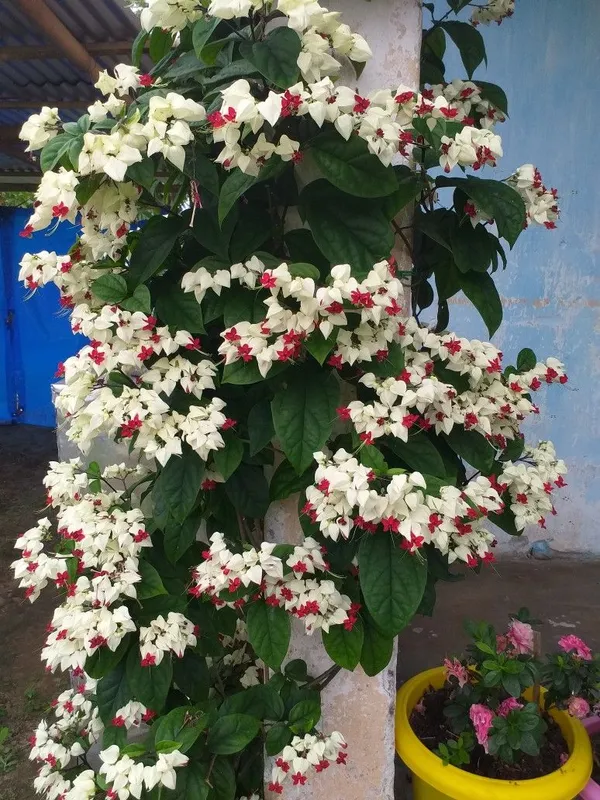 White_Bleeding_Heart_Vine_Long-Blooming_Variety_Flower_Plant_&_Tree_For_Home_Garden_(Pack_Of_1)