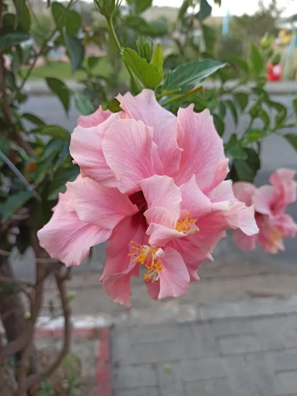 Easy_To_Care_Yellow_Hibiscus_Flower_Plant_&_Tree_(1.5-3.5_Ft_Height)_For_Home_Garden,_Pack_Of_1