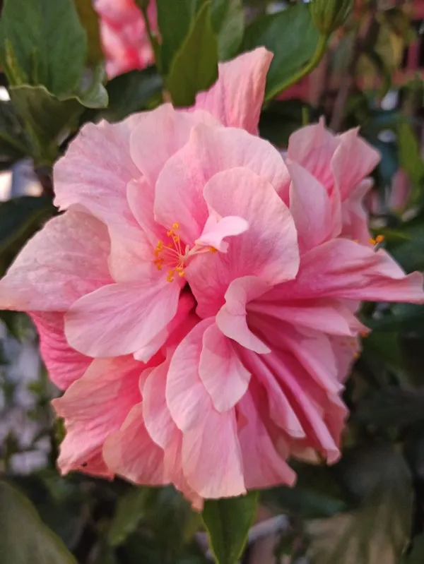 Easy_To_Care_Yellow_Hibiscus_Flower_Plant_&_Tree_(1.5-3.5_Ft_Height)_For_Home_Garden,_Pack_Of_1
