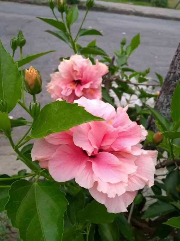 Easy_To_Care_Yellow_Hibiscus_Flower_Plant_&_Tree_(1.5-3.5_Ft_Height)_For_Home_Garden,_Pack_Of_1