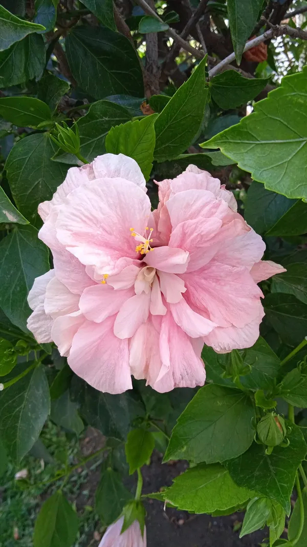 Easy_To_Care_Yellow_Hibiscus_Flower_Plant_&_Tree_(1.5-3.5_Ft_Height)_For_Home_Garden,_Pack_Of_1