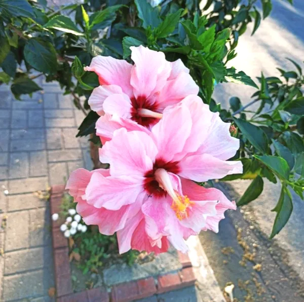 Easy_To_Care_Yellow_Hibiscus_Flower_Plant_&_Tree_(1.5-3.5_Ft_Height)_For_Home_Garden,_Pack_Of_1