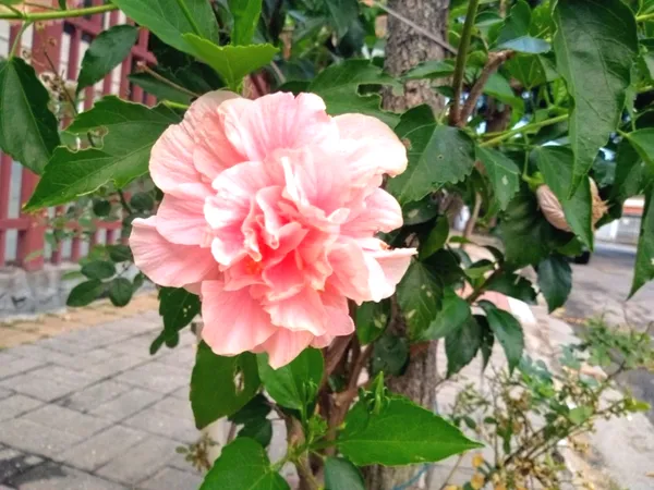 Easy_To_Care_Yellow_Hibiscus_Flower_Plant_&_Tree_(1.5-3.5_Ft_Height)_For_Home_Garden,_Pack_Of_1