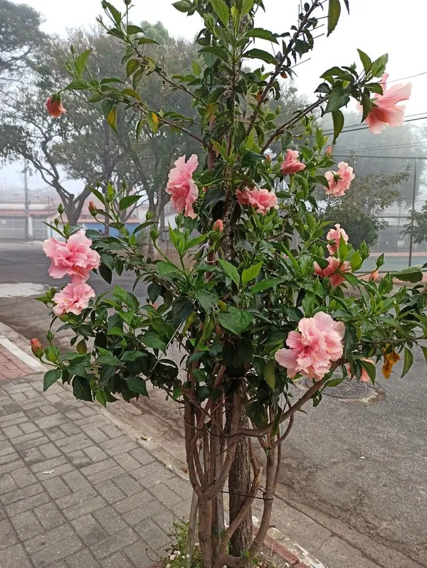 Easy_To_Care_Yellow_Hibiscus_Flower_Plant_&_Tree_(1.5-3.5_Ft_Height)_For_Home_Garden,_Pack_Of_1