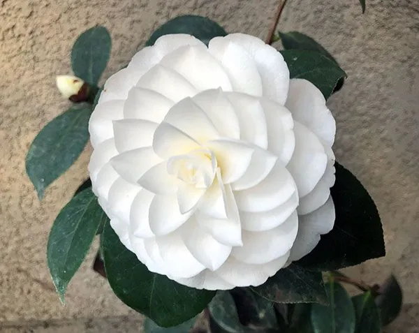 Long_Blooming_White_Camellia_Flower_Plant_&_Tree_(1.5-3.5_Ft_Height)_For_Your_Sweet_Home_Garden,_Pack_Of_1