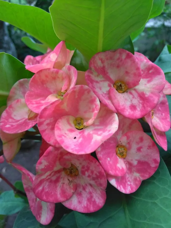 Attractive_Euphorbia_Milli_Flower_Plant_For_Home_Gardening,_Pack_Of_1