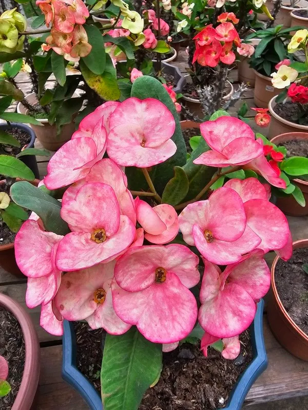Attractive_Euphorbia_Milli_Flower_Plant_For_Home_Gardening,_Pack_Of_1