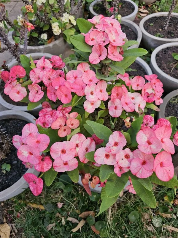 Attractive_Euphorbia_Milli_Flower_Plant_For_Home_Gardening,_Pack_Of_1