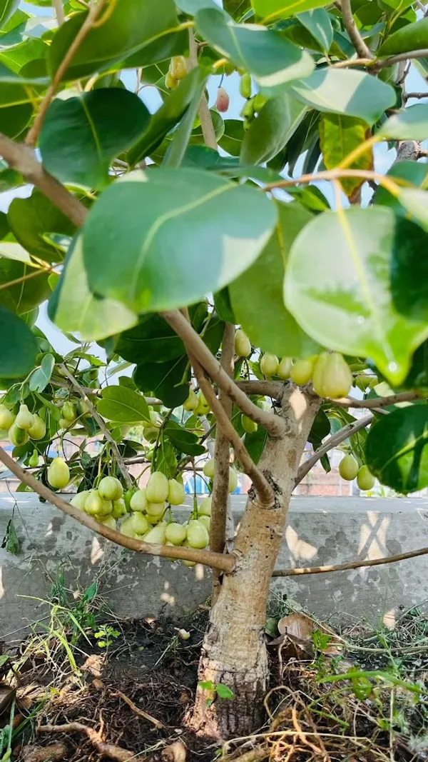 Thai_Sweet_White_Jamun_Hybrid_Fruit_Plant_(Grafted)