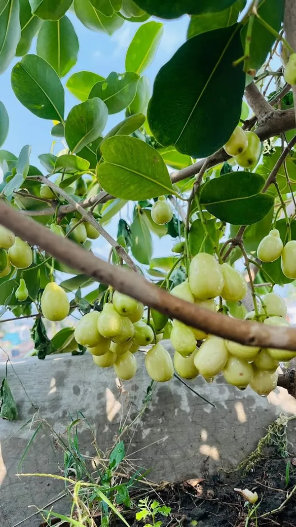 Thai_Sweet_White_Jamun_Hybrid_Fruit_Plant_(Grafted)