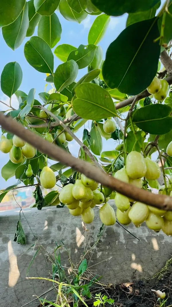 Thai_Sweet_White_Jamun_Hybrid_Fruit_Plant_(Grafted)
