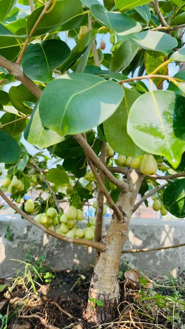 Thai_Sweet_White_Jamun_Hybrid_Fruit_Plant_(Grafted)