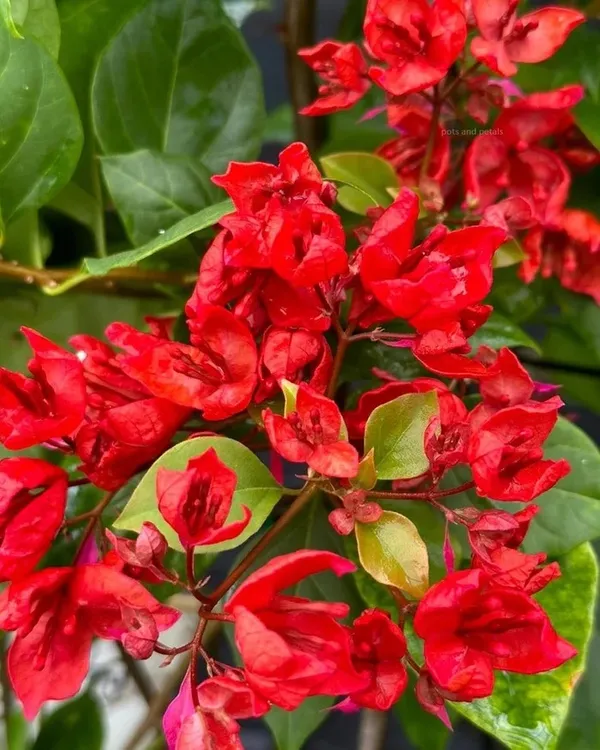 bougainvillea