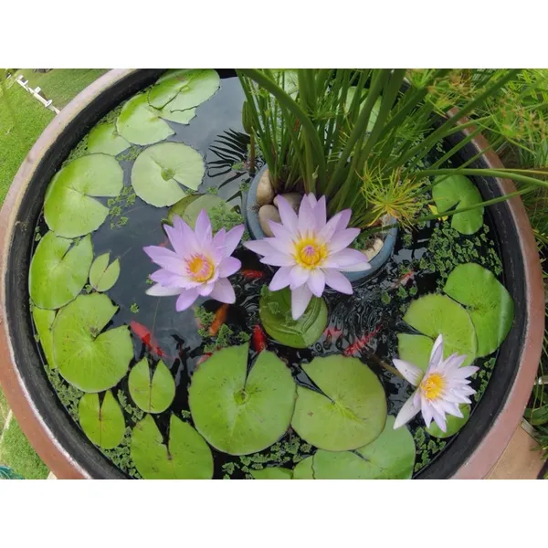Greenery_Nursery®_Attractive_Blue_Lotus_Tubers_(Pack_Of_1)_For_Home_Gardening