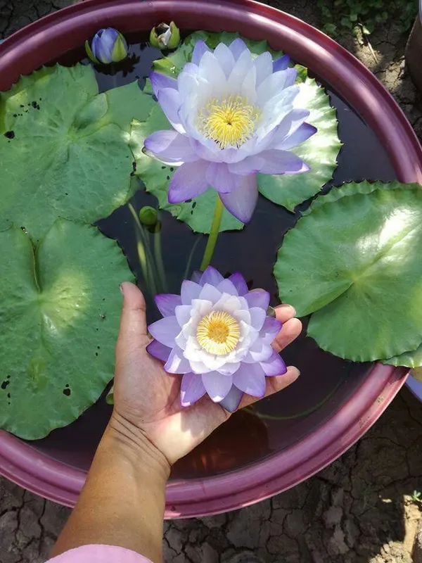 Greenery_Nursery®_Attractive_Blue_Lotus_Tubers_(Pack_Of_1)_For_Home_Gardening