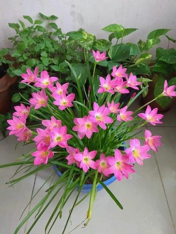 Greenery_Nursery®_Rain_Lily_Mix_Flower_Bulbs_(Pack_Of_1)_For_Your_Home_Garden