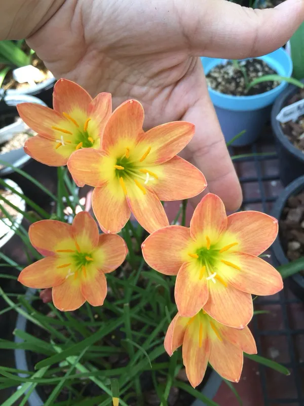 Greenery_Nursery®_Rain_Lily_Mix_Flower_Bulbs_(Pack_Of_1)_For_Your_Home_Garden