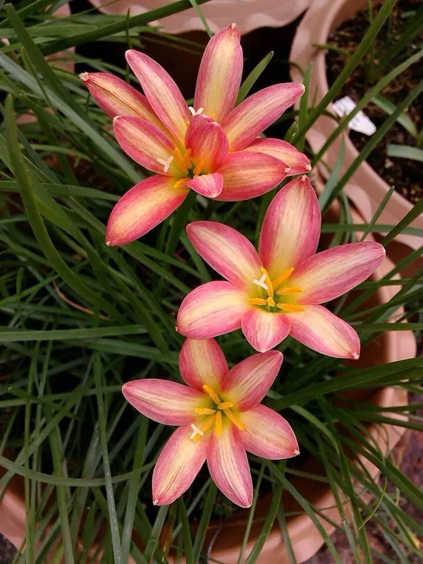 Greenery_Nursery®_Rain_Lily_Mix_Flower_Bulbs_(Pack_Of_1)_For_Your_Home_Garden
