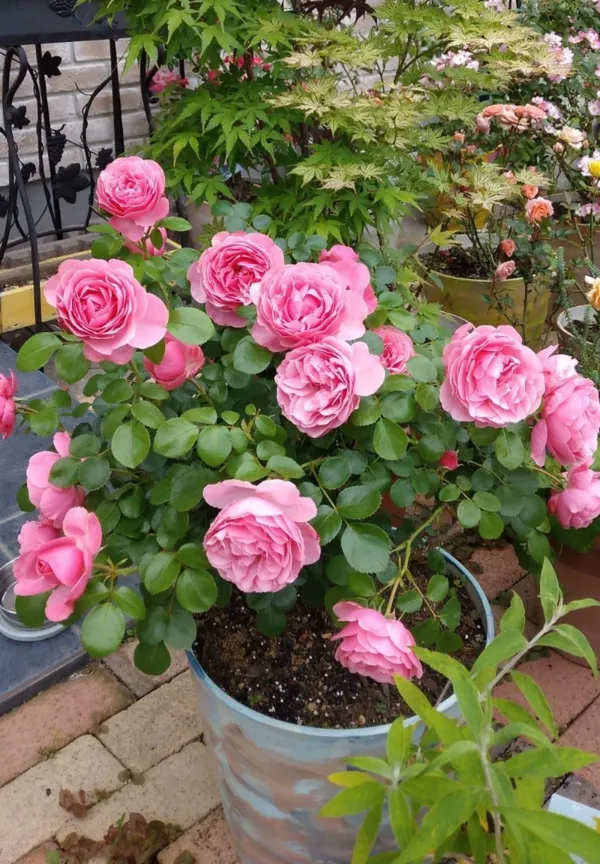 Heavy_Blooming_Soft_Pink_Rose_Plant_(1.5-3,5_Ft_Height)_Perfect_for_Pots,_Balcony_&_Garden_Landscaping