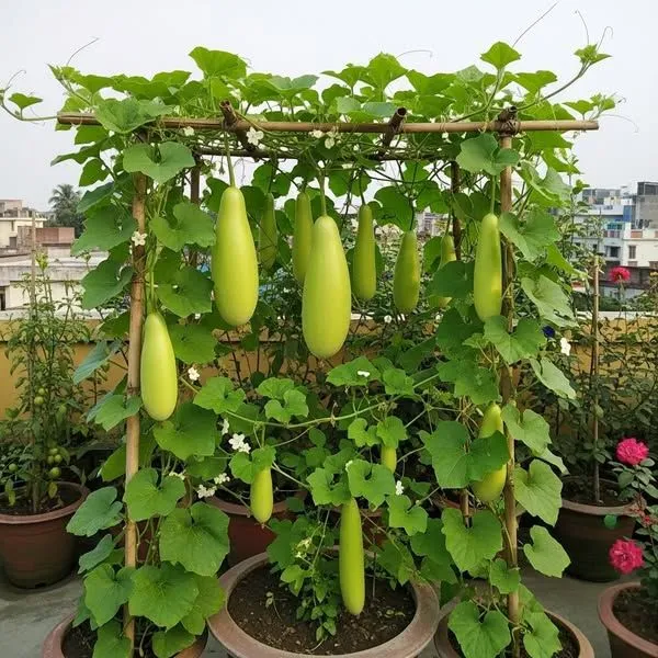 Greenery_Nursery®_Bottle_Gourd/Kaddu_Seeds_(0-30_Pices)_For_Home_Garden_(Hybrid,_Pack_Of_1)