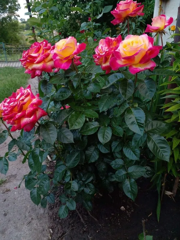 Attractive_Bicolor_Rose_(Grafted)_Flower_Plant_For_Home_Garden_(Pack_Of_1)
