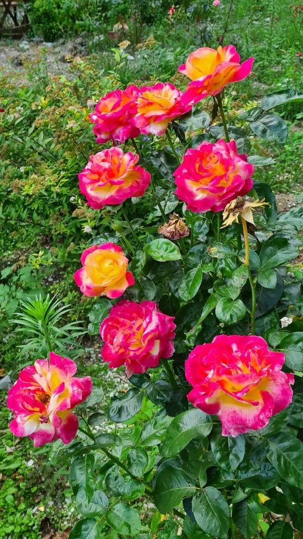 Attractive_Bicolor_Rose_(Grafted)_Flower_Plant_For_Home_Garden_(Pack_Of_1)