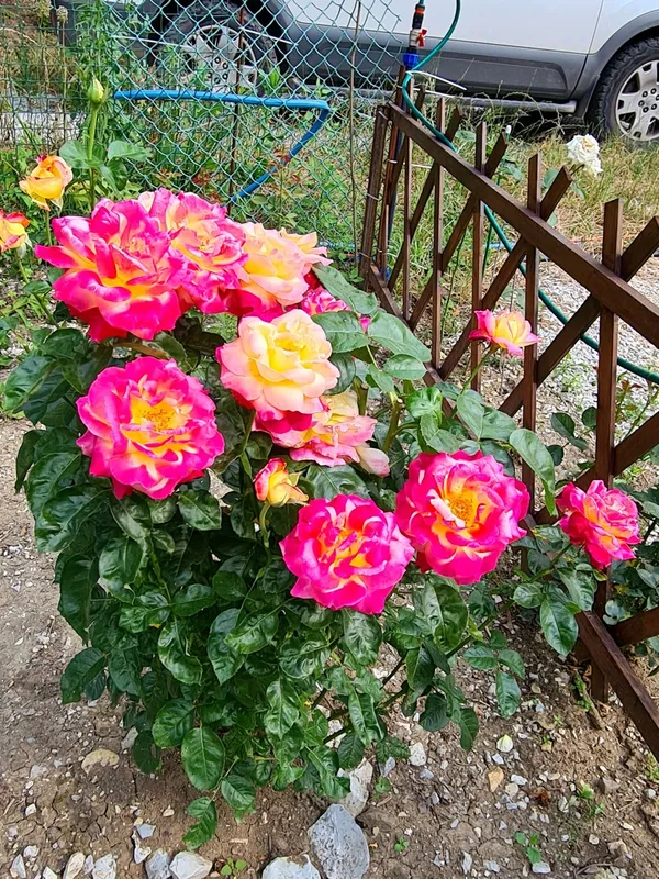 Attractive_Bicolor_Rose_(Grafted)_Flower_Plant_For_Home_Garden_(Pack_Of_1)
