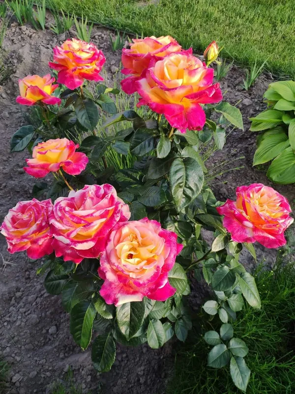 Attractive_Bicolor_Rose_(Grafted)_Flower_Plant_For_Home_Garden_(Pack_Of_1)