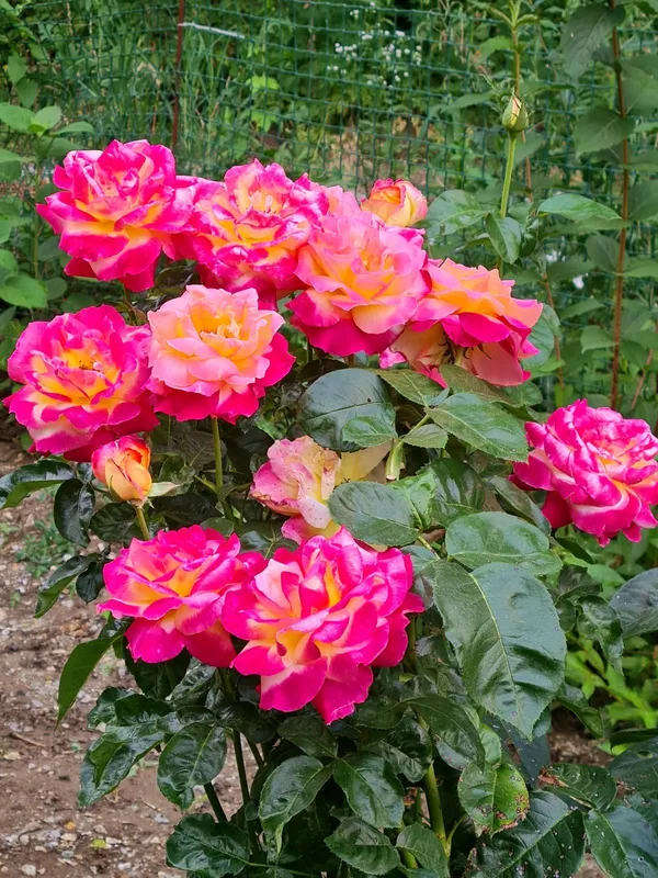 Attractive_Bicolor_Rose_(Grafted)_Flower_Plant_For_Home_Garden_(Pack_Of_1)