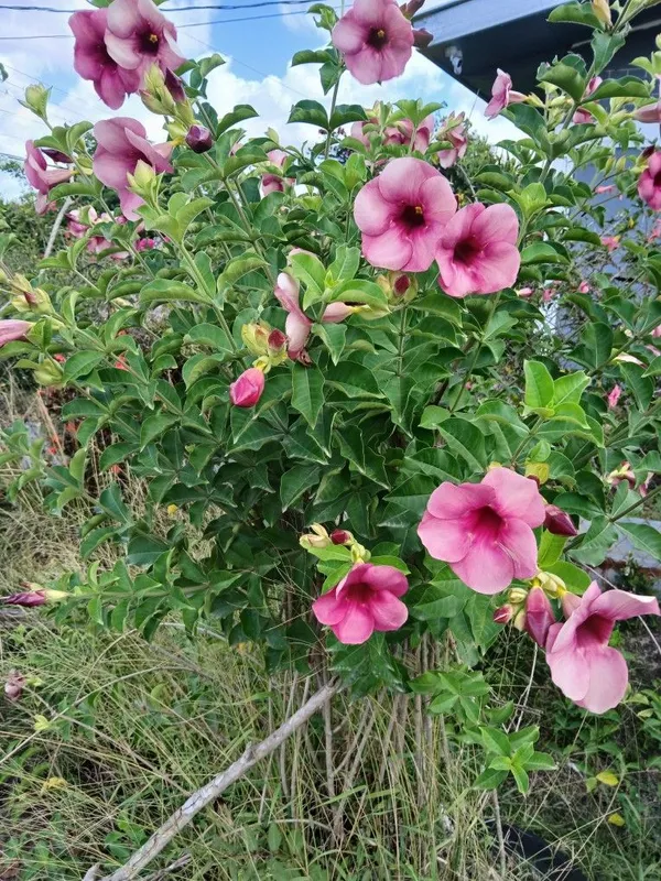 Allamanda_Flowering_Plant_For_Home_Decoration/Gardening_(Hybrid,_Pack_Of_1)