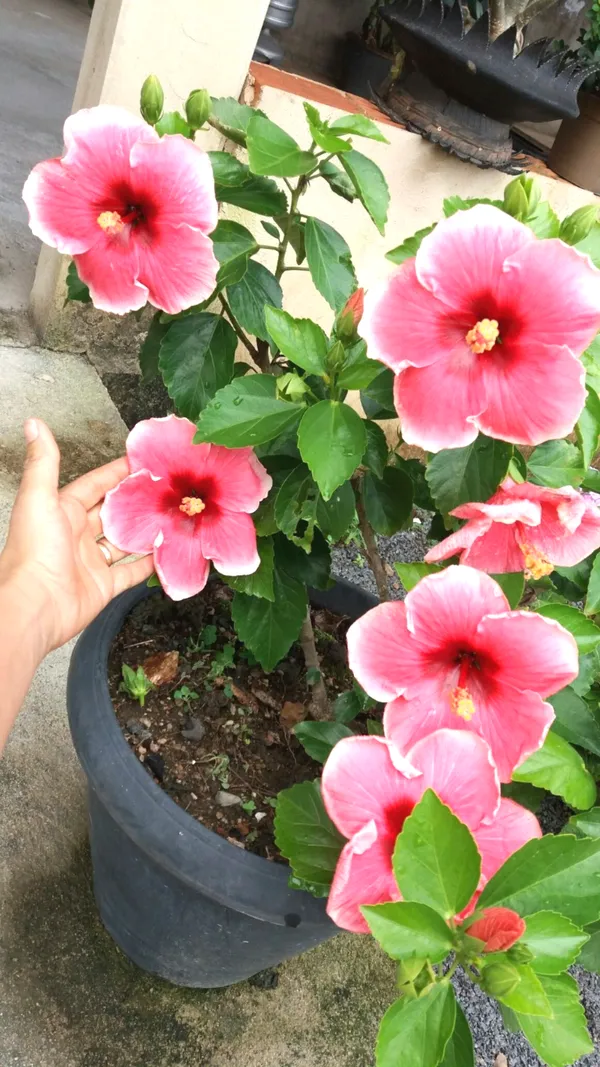 Bicolor_Hibiscus_Flower_Plant_&_Tree_(1.5-3.5_Ft_Height)_For_Gardening,_Pack_Of_1