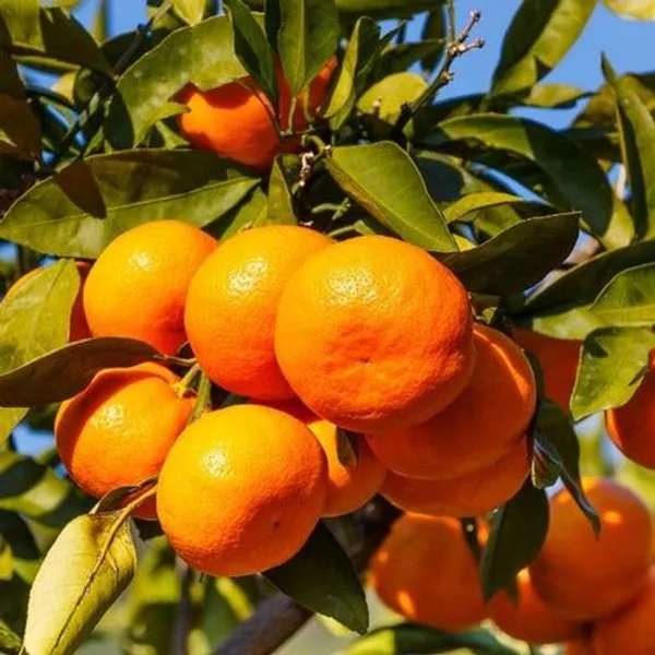 Owari_Satsuma_(Grafted)_Sweet_Hybrid_Orange_Plant_&_Tree_(1.5-3.5_Ft_Height)_Pack_of_1