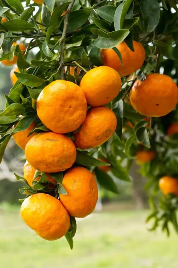 Owari_Satsuma_(Grafted)_Sweet_Hybrid_Orange_Plant_&_Tree_(1.5-3.5_Ft_Height)_Pack_of_1
