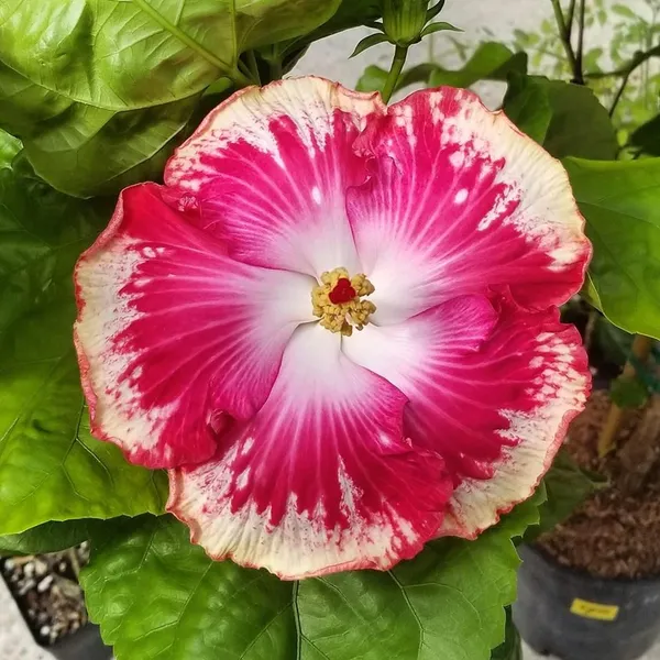 American_Hibiscus_Flowering_Plant_(1.5-3.5_Ft_Height)_For_Home_Garden,_Pack_Of_1