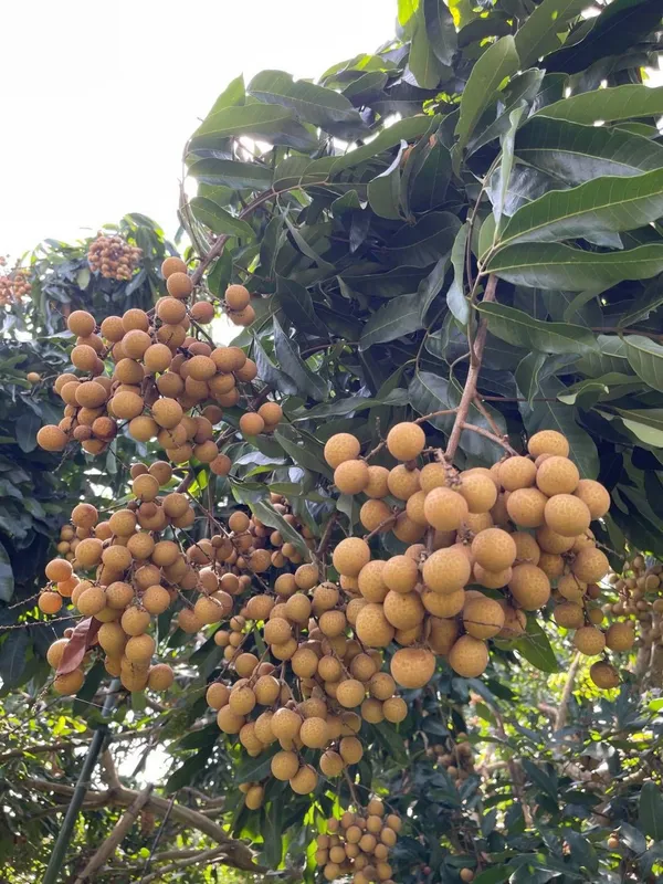 Greenery_Nursery®_Delicious_Longon_Fruit_Plant_(1.5-3.5_Ft_Height)_For_Garden_Well_Watered_Longon_Plant_(Hybrid,_Pack_Of_1)