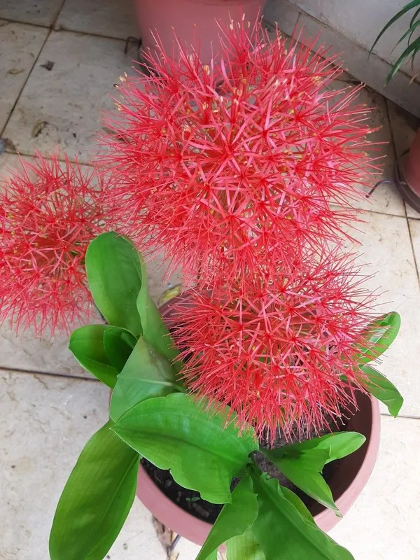 Dragon_Lily/Blood_Lily/Football_Lily_Flowering_Bulbs_For_Sweet_Home_Garden_Well_Watered_Hybrid_Bulbs_(Pack_Of_1)