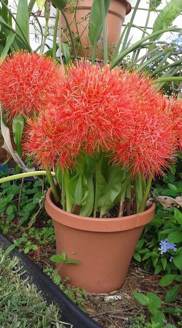 Dragon_Lily/Blood_Lily/Football_Lily_Flowering_Bulbs_For_Sweet_Home_Garden_Well_Watered_Hybrid_Bulbs_(Pack_Of_1)