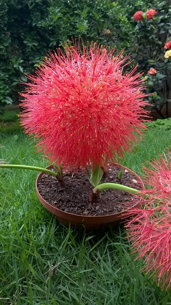 Dragon_Lily/Blood_Lily/Football_Lily_Flowering_Bulbs_For_Sweet_Home_Garden_Well_Watered_Hybrid_Bulbs_(Pack_Of_1)