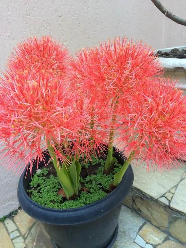 Dragon_Lily/Blood_Lily/Football_Lily_Flowering_Bulbs_For_Sweet_Home_Garden_Well_Watered_Hybrid_Bulbs_(Pack_Of_1)