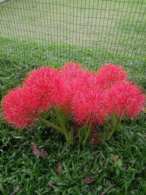 Dragon_Lily/Blood_Lily/Football_Lily_Flowering_Bulbs_For_Sweet_Home_Garden_Well_Watered_Hybrid_Bulbs_(Pack_Of_1)